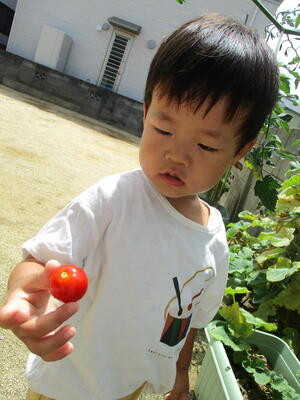 🍅トマトの収穫をしたよ🍅（2歳児）